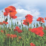 Poppies to Remember