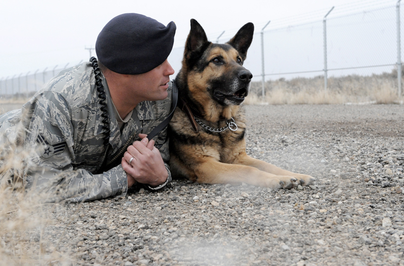 Military Working Dogs