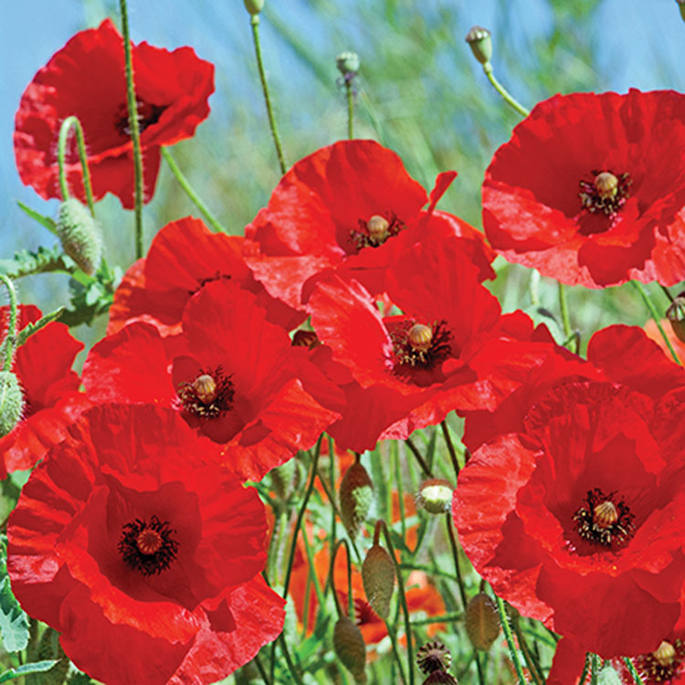 Part 1: Get Creative with Poppy Distribution