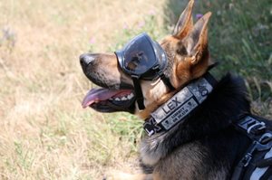 military training dog