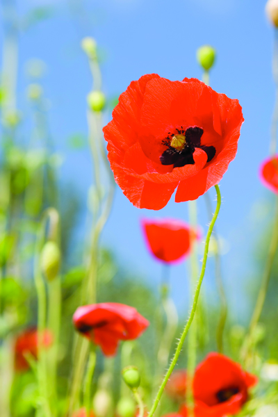 National Poppy Day